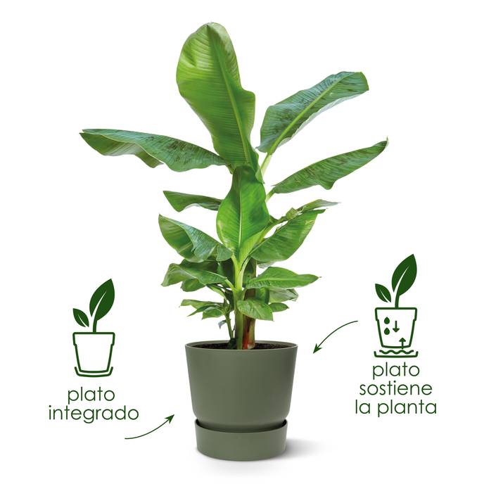 greenville round 14cm leaf green